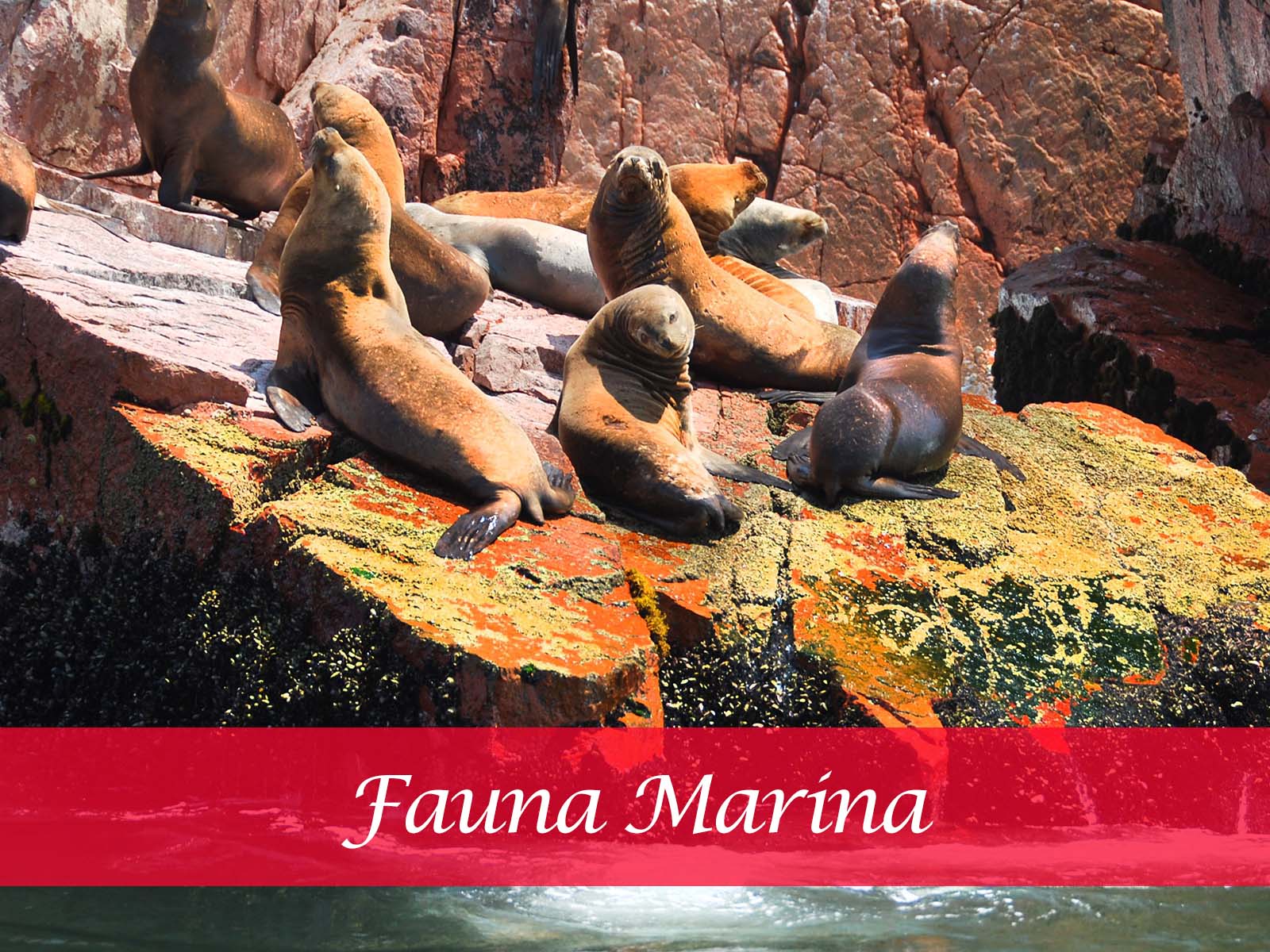 fauna marina